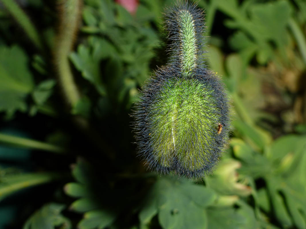 Papaver nudicaule en fleurs dans une prairie ouverte des régions froides d'Asie centrale